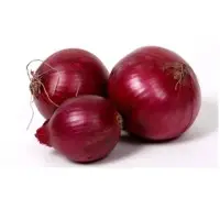 Onion