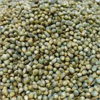 Green Millet