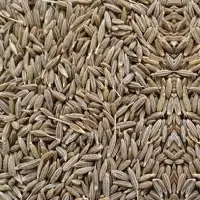 Cumin Seeds