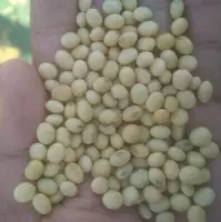 Soybean Seeds