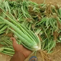 Aloe Vera Baby Plants