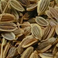 Dill Seeds