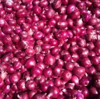 Red Onion
