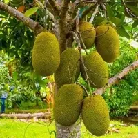 Jack Fruit