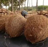 Semi Husked Coconut