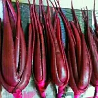 Red Aloe Vera Baby Plants