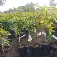 Alphonso Mango Plant