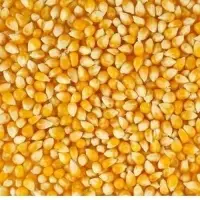 Yellow Corn