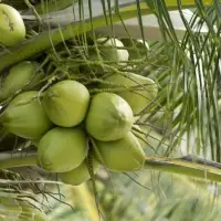 Fresh Young Coconut
