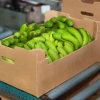 Green Cavendish Banana