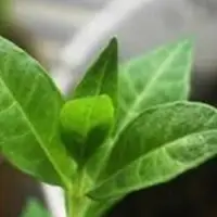 Henna Leaves