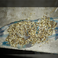 Indigofera Tinctoria Seeds( True Indigo Seeds)