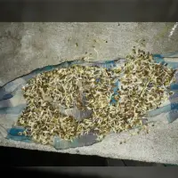 Indigofera Tinctoria Seeds( True Indigo Seeds)