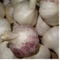 Organic Garlic