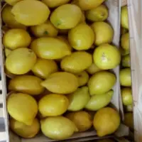 Fresh Lemons - Primiofori, Verdeli