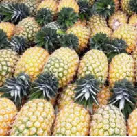 Pineapple Golden MD2