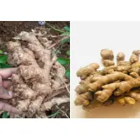 Fresh Ginger