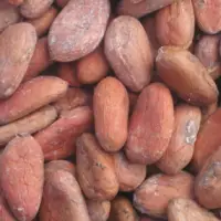 Cocoa Beans Fully Fermented