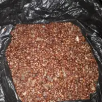 Grains Of Paradise