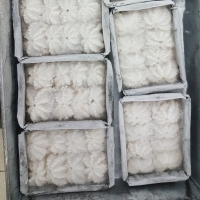 Frozen Baby Octopus
