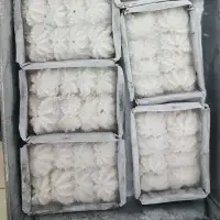 Frozen Baby Octopus
