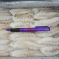 Frozen Cut Baby Octopus