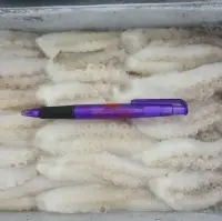 Frozen Cut Baby Octopus