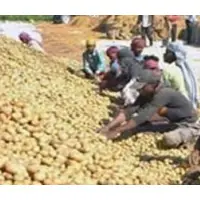 Fresh Potato
