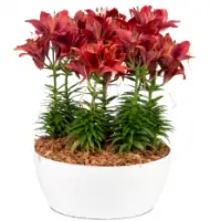 Live Plants & Pots