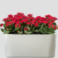 Live Plants & Pots
