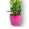 Live Plants & Pots