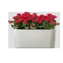 Live Plants & Pots