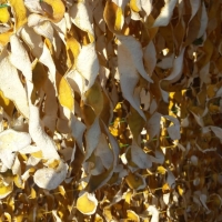 Dried Lemon Peel