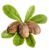 Shea Nuts