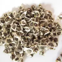 Moringa Seeds