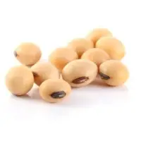 Soybean