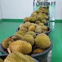 Durian