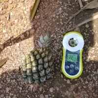 Thailand Mini Pineapple