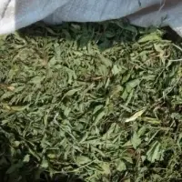 Dried Stevia Tea Bag Cut