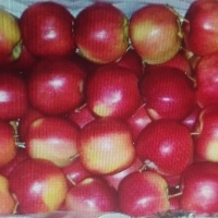 Apples