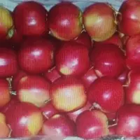 Apples