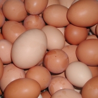 Fresh Chicken Table Eggs