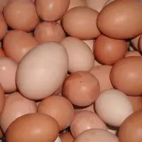 Fresh Chicken Table Eggs