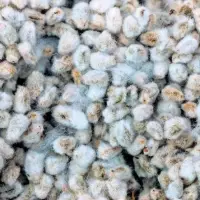 Cotton Seeds