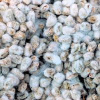 Cotton Seeds