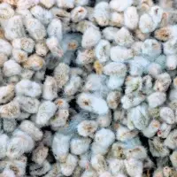 Cotton Seeds