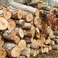 Oak Firewood