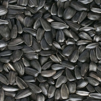 Sunflower Seeds