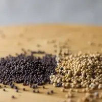 Mustard Seeds