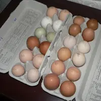 Chicken Eggs